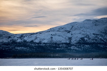 Dog Sledding At Dawn, Whitehorse, Yukon