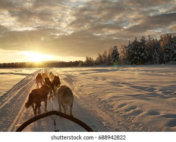 Dog Sledding Expedition In Lapland