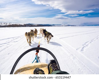 Dog Sledding In Frozen Lake Baikal, Russia