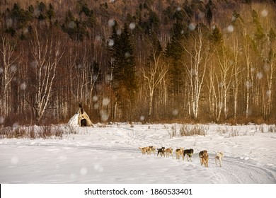 Dog Sledding With Huskies In Beautiful Sunset