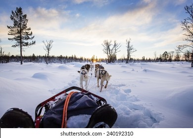 Dog Sledding With Huskies In Beautiful Sunset