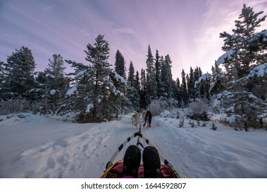 Dog Sledding In The Incredible Yukon Territory, Canada. 