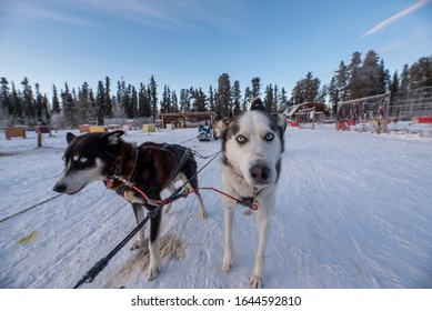 Dog Sledding In The Incredible Yukon Territory, Canada. 