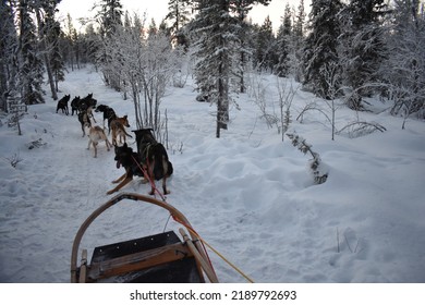 Dog Sledding In Kiruna Winter