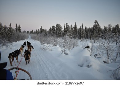 Dog Sledding In Kiruna Winter