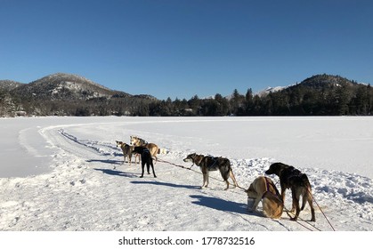 Dog Sledding In Lake Placid, NY