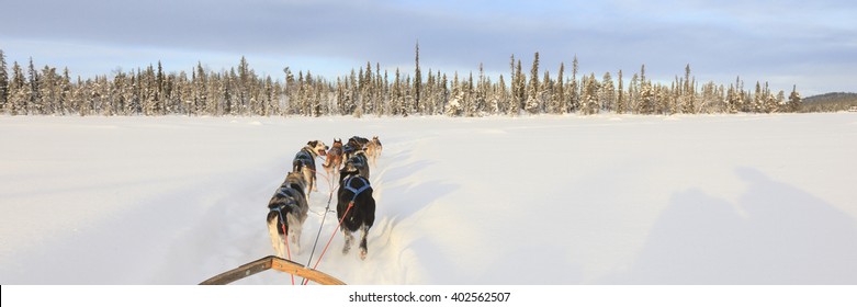 Dog Sledding In Lapland