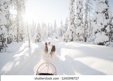 Dog Sledding In Lapland. Winter Wonderland Landscape Photo. Sledge And Dog Team In The Center Of The Photo. Empty Space For Text.