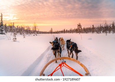 Dog sledding in Lapland. Winter wonderland landscape in lapland finland