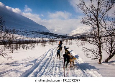 Dog Sledding In Lofoten Islands, Northern Norway.