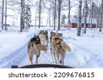 Dog sledding in Northern Finland (Lapland).