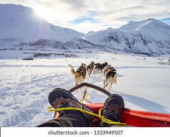 Dog Sledding In Norway