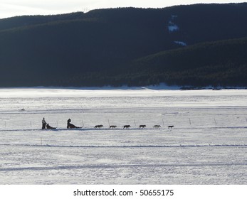 Dog Sledding On Frozen Lake Near   Leadville,  Colorado