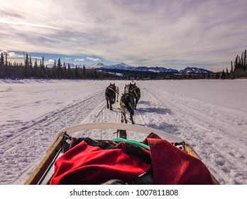 Dog Sledding On A Spring Day In The Yukon, Canada.