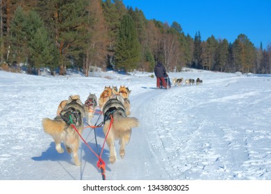 Dog Sledding Point Of View From Sled Ride