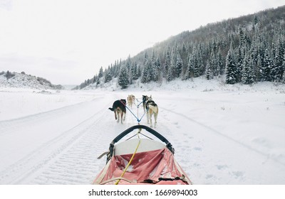 Dog Sledding At Steamboat Springs, Colorado With Grizzle-T Dog & Sled Works