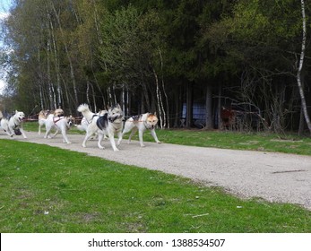 Dog Sledding In Summer In The Park, Sunny Day