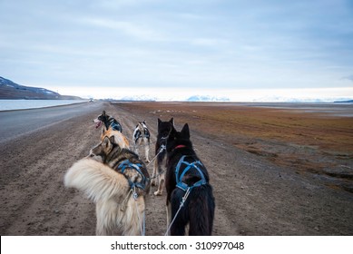 Dog Sledding In Summer In Svalbard, Arctic, First Person Perspective