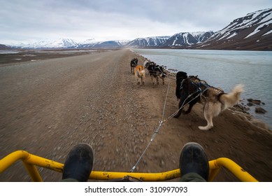 Dog Sledding In Summer In Svalbard, Arctic, First Person Perspective