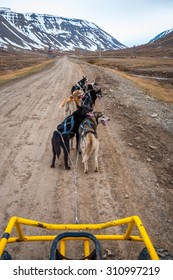 Dog Sledding In Summer In Svalbard, Arctic, First Person Perspective