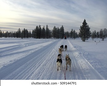 Dog Sledding At Sunset