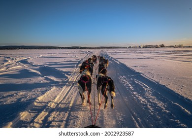 Dog Sledding In Jukkasjärvi, Sweden