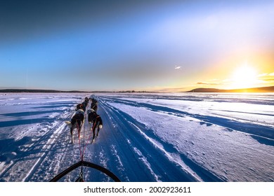 Dog Sledding In Jukkasjärvi, Sweden