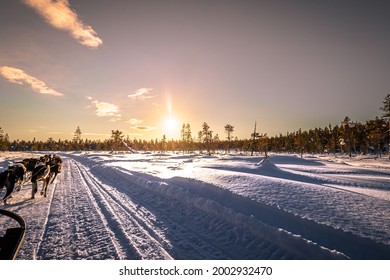 Dog Sledding In Jukkasjärvi, Sweden