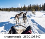 Dog sledding through the snowy forest  near the Torne River and Kiruna in northern Sweden. Arctic Circle, Swedish Lapland, Northern Europe.