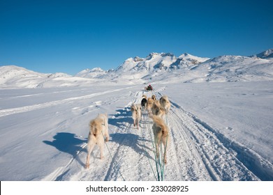 Dog sledding tour in Tasiilaq, Greenland