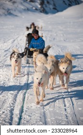 Dog sledding tour in Tasiilaq, Greenland