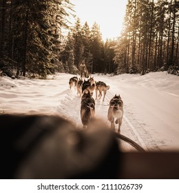 Dog Sledding Towards The Sunset Siberian Husky Swedish Winter.