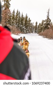 Dog Sledding In Yukon, Canada With Wintery Background