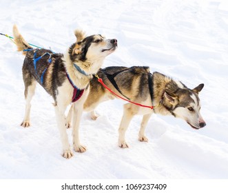 Dog Sledding In Yukon, Canada With Wintery Background