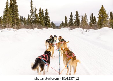 Dog Sledding In Yukon, Canada With Wintery Background