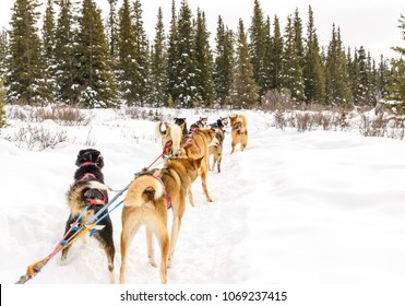 Dog Sledding In Yukon, Canada With Wintery Background