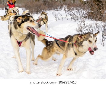 Dog Sledding In Yukon, Canada With Wintery Background