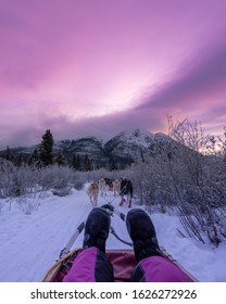 Dog Sledding In The Yukon In Northern Canada. 