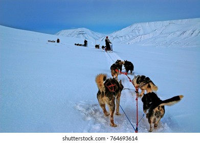 Dog Sledge Driving In Svalbard