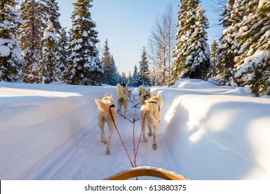 Dog Sledge Riding