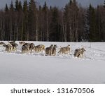 Dog sleds have been used for transportation in northern regions for thousands of years.