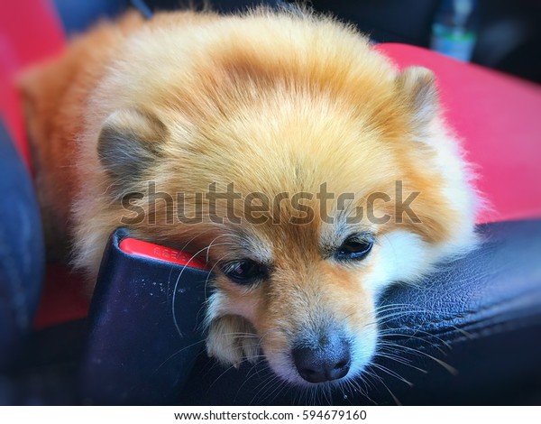 Dog sleep in\
car.