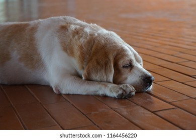 Young Man Sleeping With A Dog Stock Photos Images Photography