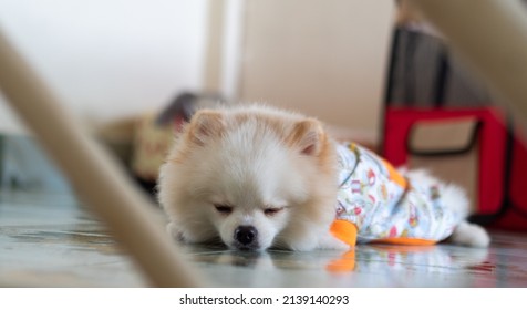 Dog Sleep Pomeranian White Close Up