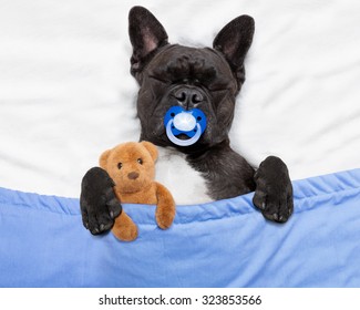 dog    sleeping in bed like a baby with pacifier ,embracing  teddy bear dreaming a sweet dream
 - Powered by Shutterstock