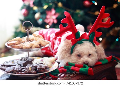 Dog Sleeping Besides Christmas Cookies