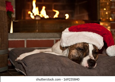 Dog Sleeping By The Fire