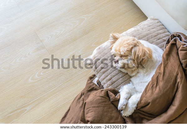 Dog Sleeping Comfortably On Floor Living Stock Photo Edit Now