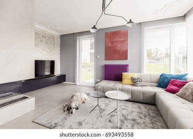 Dog Sleeping In Contemporary Living Room With Big Windows, Corner Beige Couch With Colorful Pillows And Abstract Painting