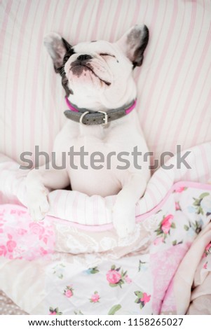 Dog Sleeping Cosy Bedroom Stock Photo Edit Now 1158265027